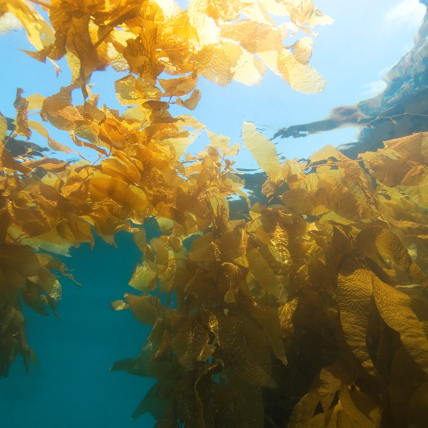 'North Sea Seaweed' Liquid Soap