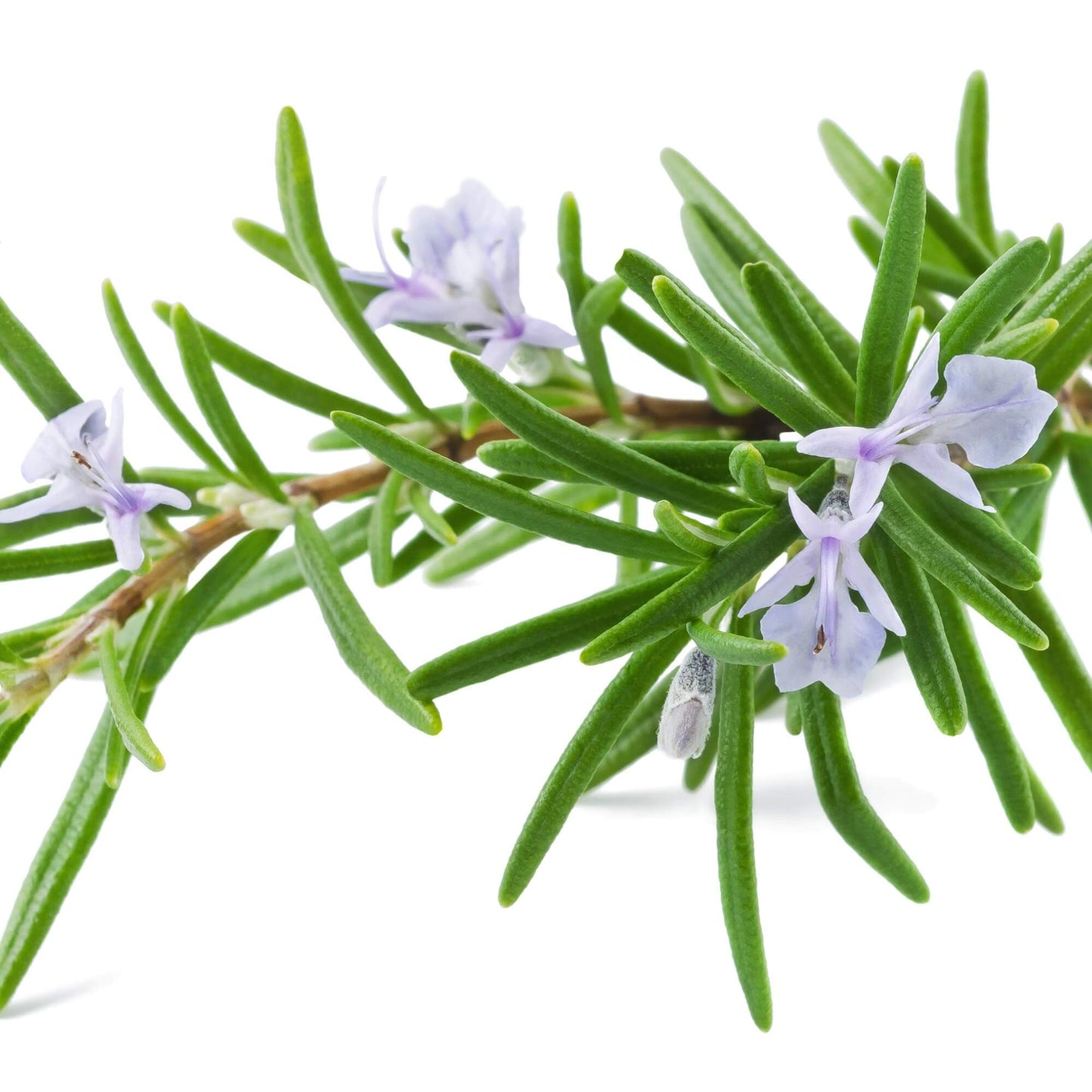 'Classic Herbal Indulgence, Rosemary and Thyme' Shampoo Bar