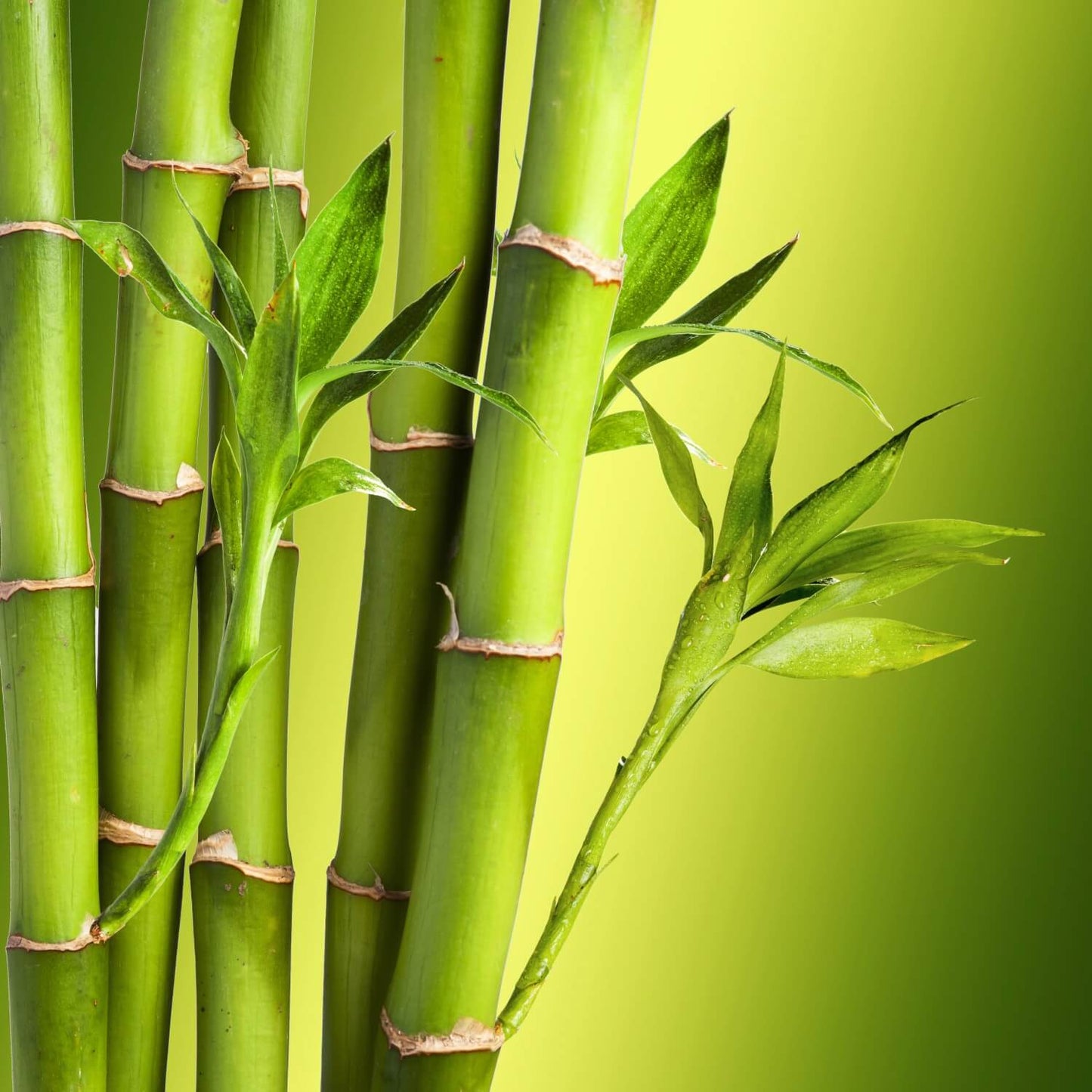 Bamboo Body Butter