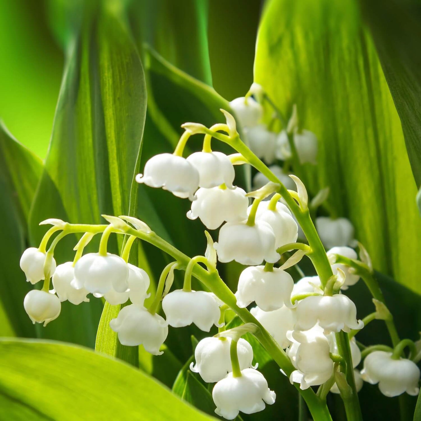 Lilly of the Valley Cream Soap