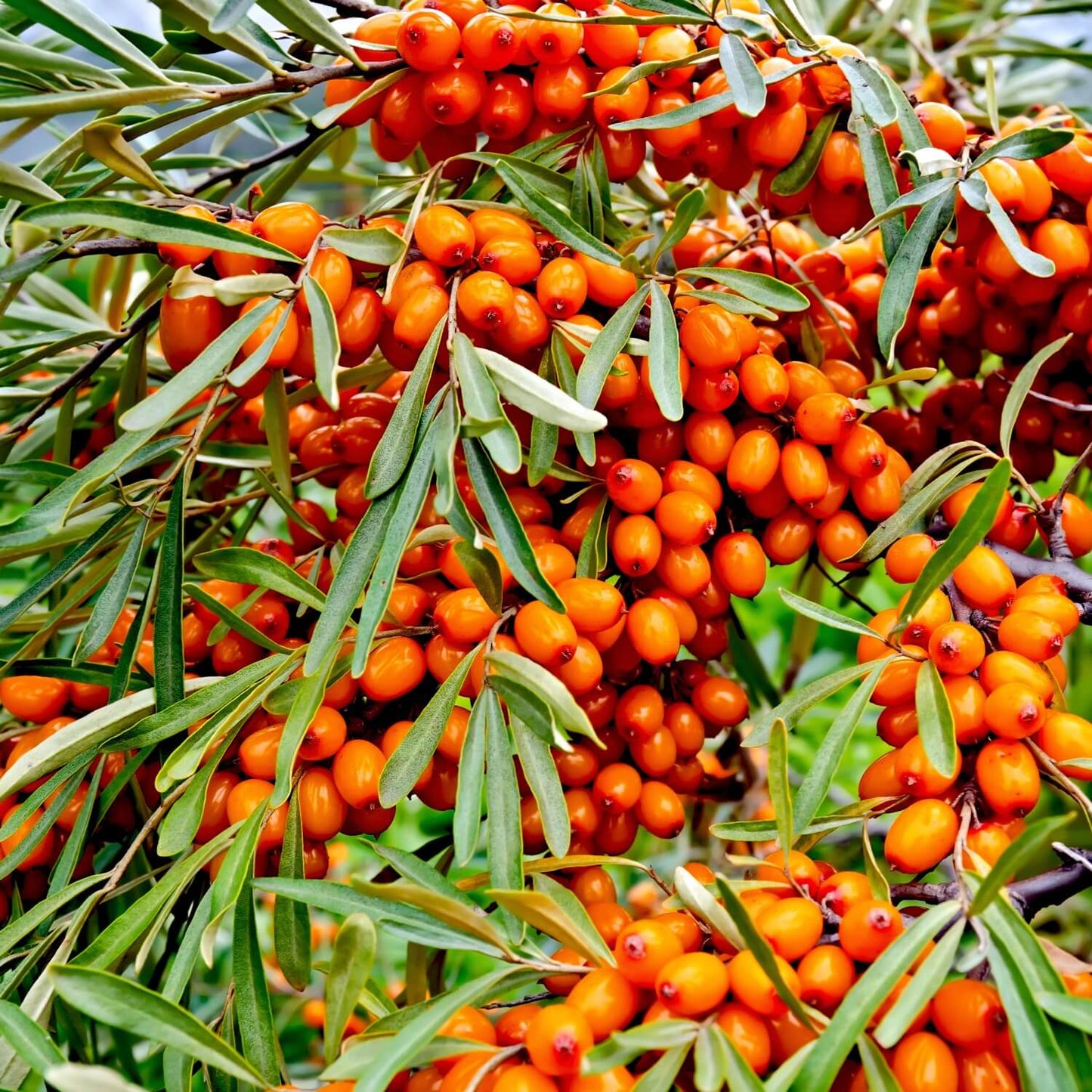 'Nordic Sea Buckthorn Care' Soap Bar