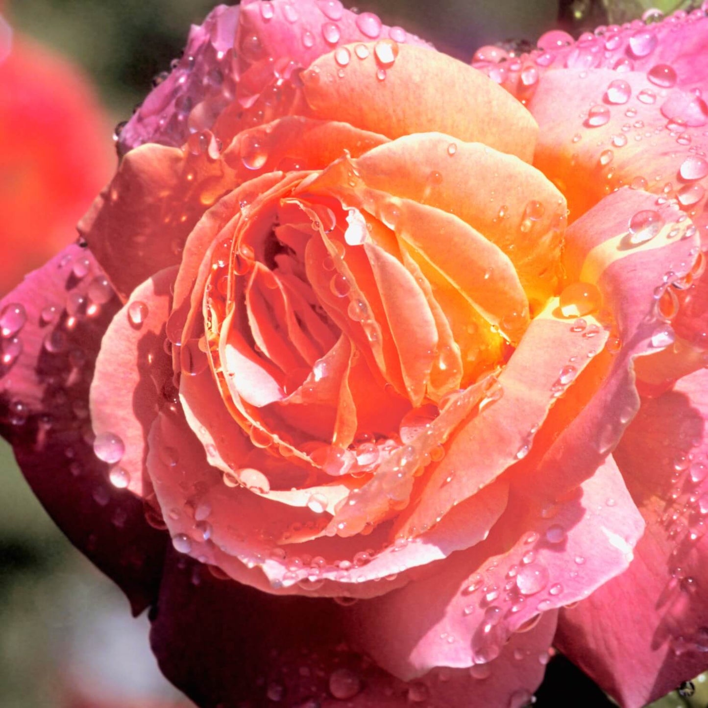 'Tea Rose Romance' Soap Bar