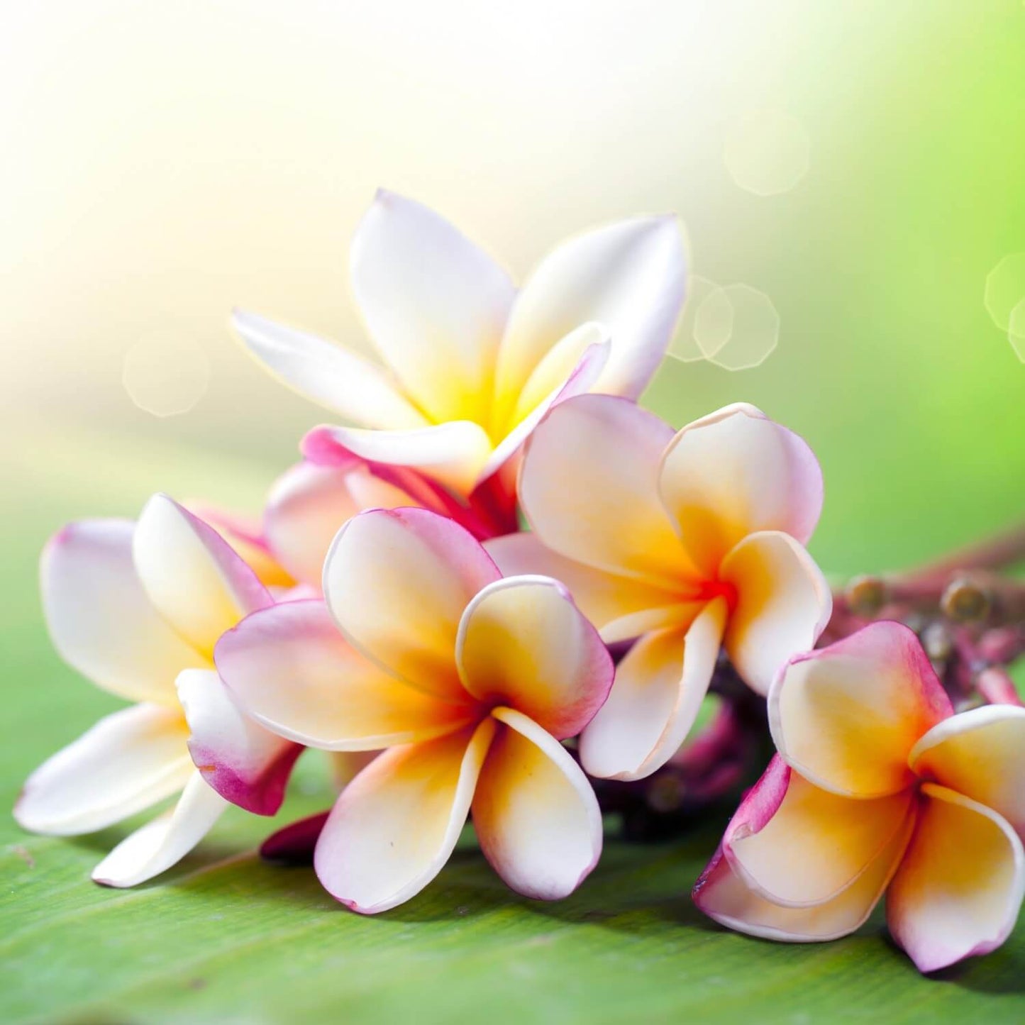 Frangipani Body Butter