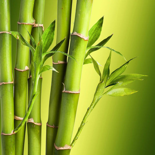 Bamboo Body Butter